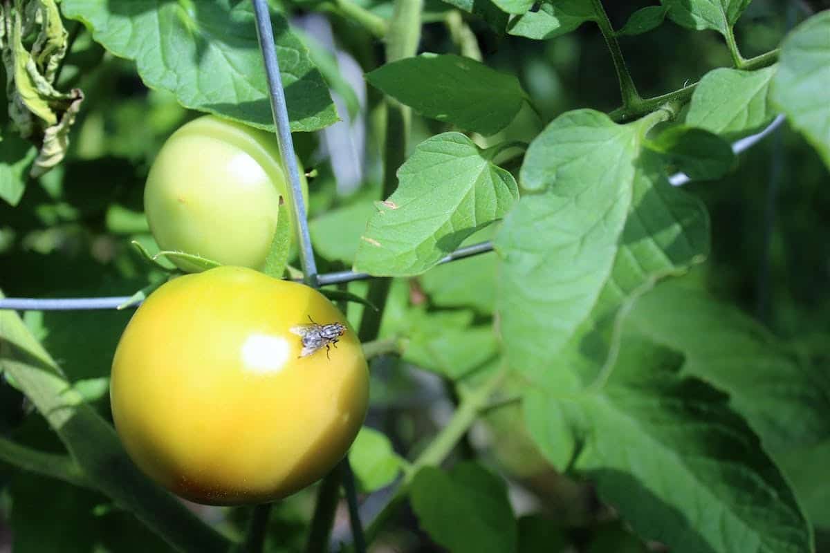 Maximiser la biodiversité du potager Attirer et protéger les précieux