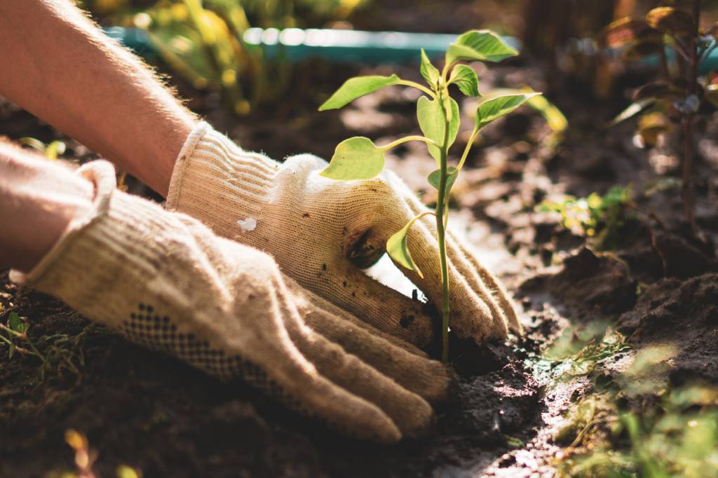 indispensables pour un jardin écologique