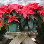 Les astuces pour faire fleurir votre poinsetia en rouge